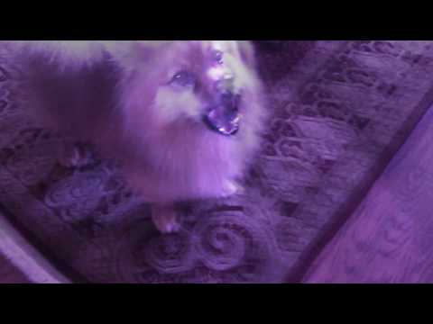Dog going crazy!