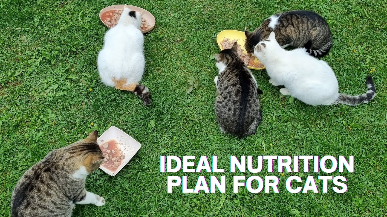 Illustration of Cats With Fibrosis Nutrition Guide