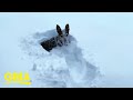 12-year-old dog goes wild in a foot of snow