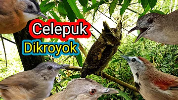 Celepuk Dikroyok Burung Pinggiran Karena Dekat Dengan Sarang Burung Pelanduk Semak (Suara Pikat)