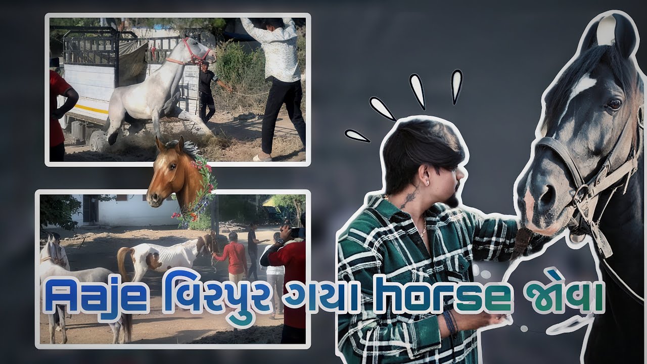 વીરપુર મા 20 horse ￼🐎|| Basanti || Kohinoor || ￼