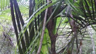 Bohol, Tarsiers - test