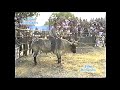 Films hernandez jaripeos de historia san isidro gto gan los malditos vs sel de jinetes 1999