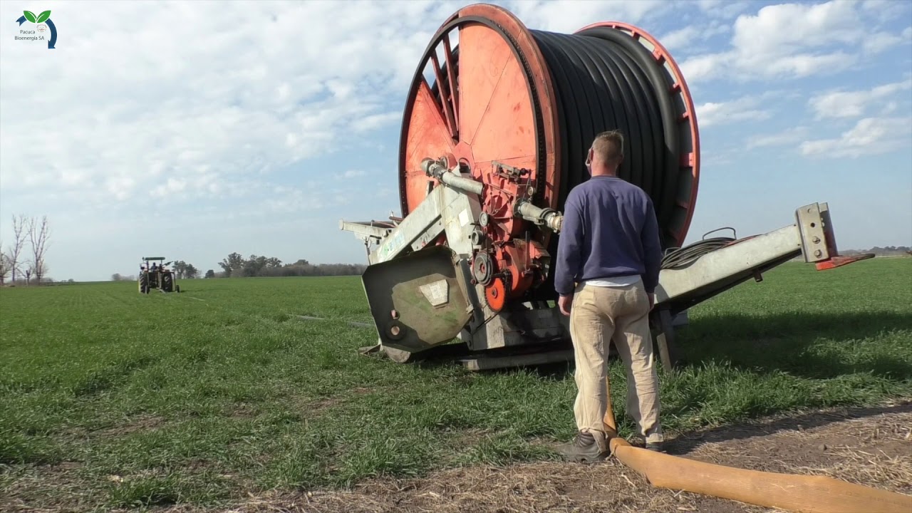 Con los efluentes de 50.000 cerdos generan energía para 5000 personas y hasta fertilizantes: el caso Pacuca
