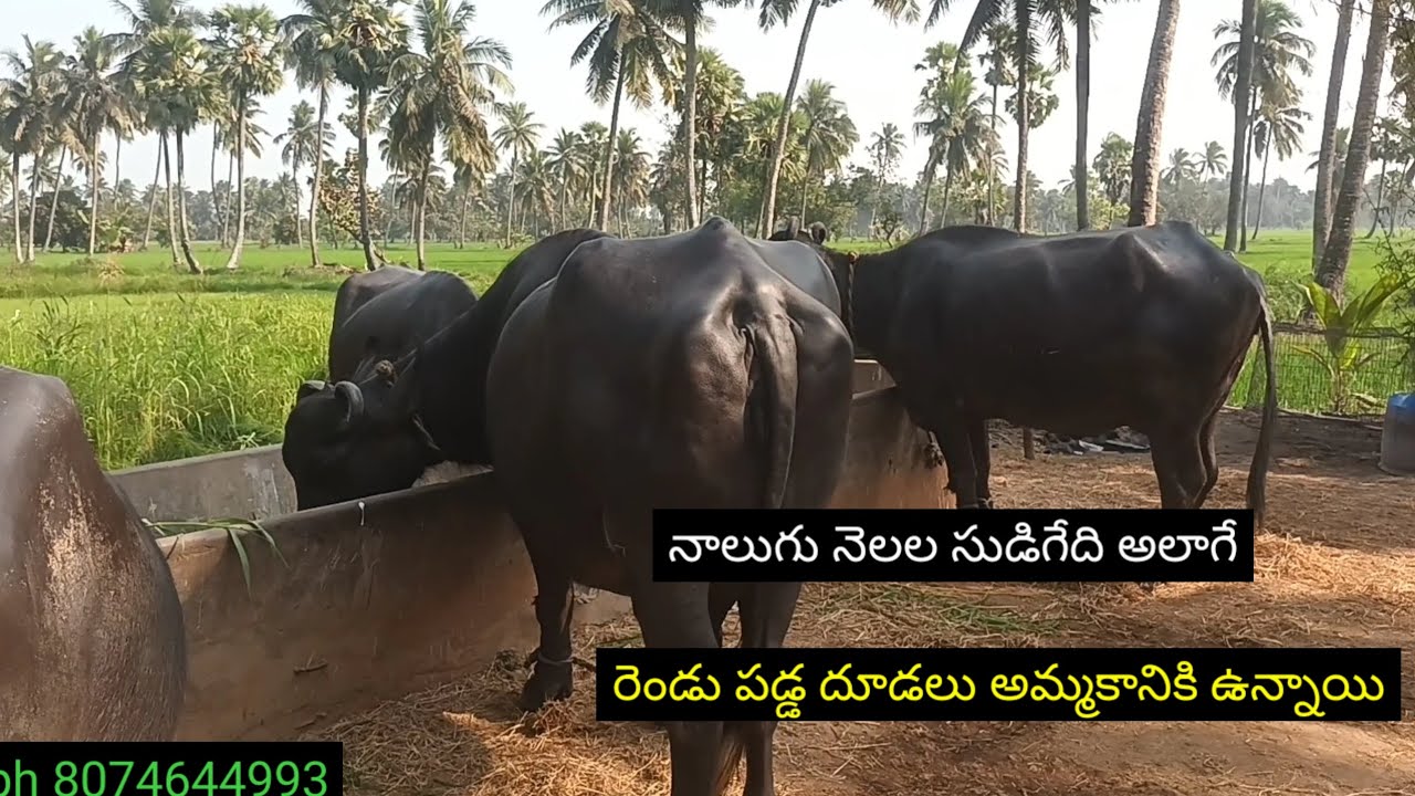 నాలుగు నెలల సుడిగేది అలాగే రెండు పడ్డ దూడలు అమ్మకానికి ఉన్నాయి | buffaloe sale | gedula pavan