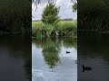 Heron &amp; Coot . #wildnaturetv250 #shorts #birds #heron #coot #nature #animals #heiloo