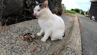 残り物の魚料理を美味しそうに食べる猫達