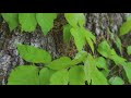 Some tips for gardening safety this summer
