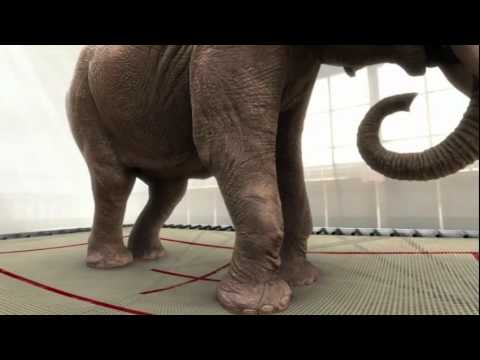bouncing elephant