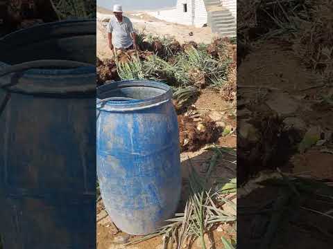 زراعة النخيل البرحي فسايل بالمنيا