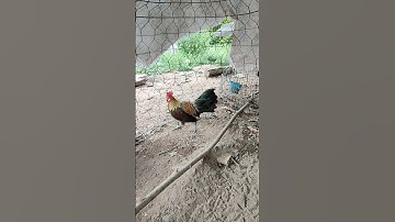 mã lại tơ🐓 #thứcgàrừng86 #gàrừngtaitrắng #gàrừngrặc