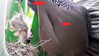 Dove Detects IMMATURE Baby, Starved it to Death &amp; it Throwed it Out | Dove Bird Nest