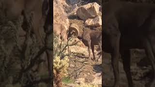 The wild beauty of mountain sheep #mouflon #wildlife #homesheephome #animals #nature