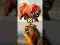 Tibetan Mastiff VS Lion Can A Dog Defeat A Lion Dog Shorts