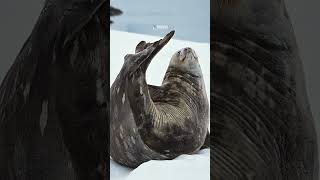 Antarctic cruises with Poseidon Expeditions are about real exploration — not just relaxing on board. @poseidonexpeditions