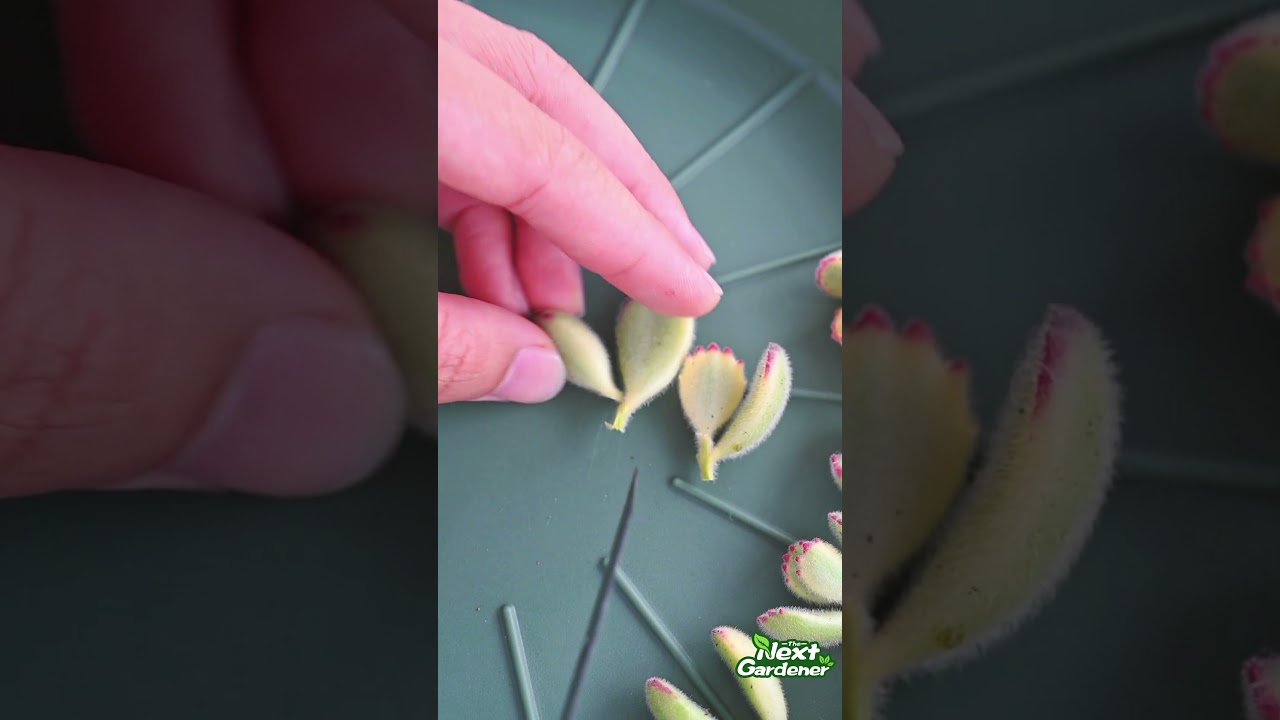 Bear Paw Succulent, Special Propagation Method Try | THE NEXT GARDENER -  YouTube