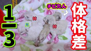 【生後4・5・6日】未熟児子猫vsデカ男子の体重差がエグすぎた...🫢‼️ 【🌺モアナと4つ子子猫物語】#ラグドール #子猫