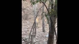 tiger vs sloth bear zone 5 ranthambore march 2022