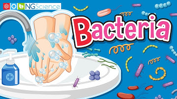 Bacteria