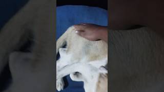 Micu Junior Kore Pashe Thakben