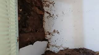 termite treatment  vanish pest control services  7989852207