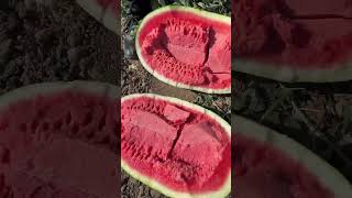 Very Sweet Watermelon - Cut Watermelon At The Farm