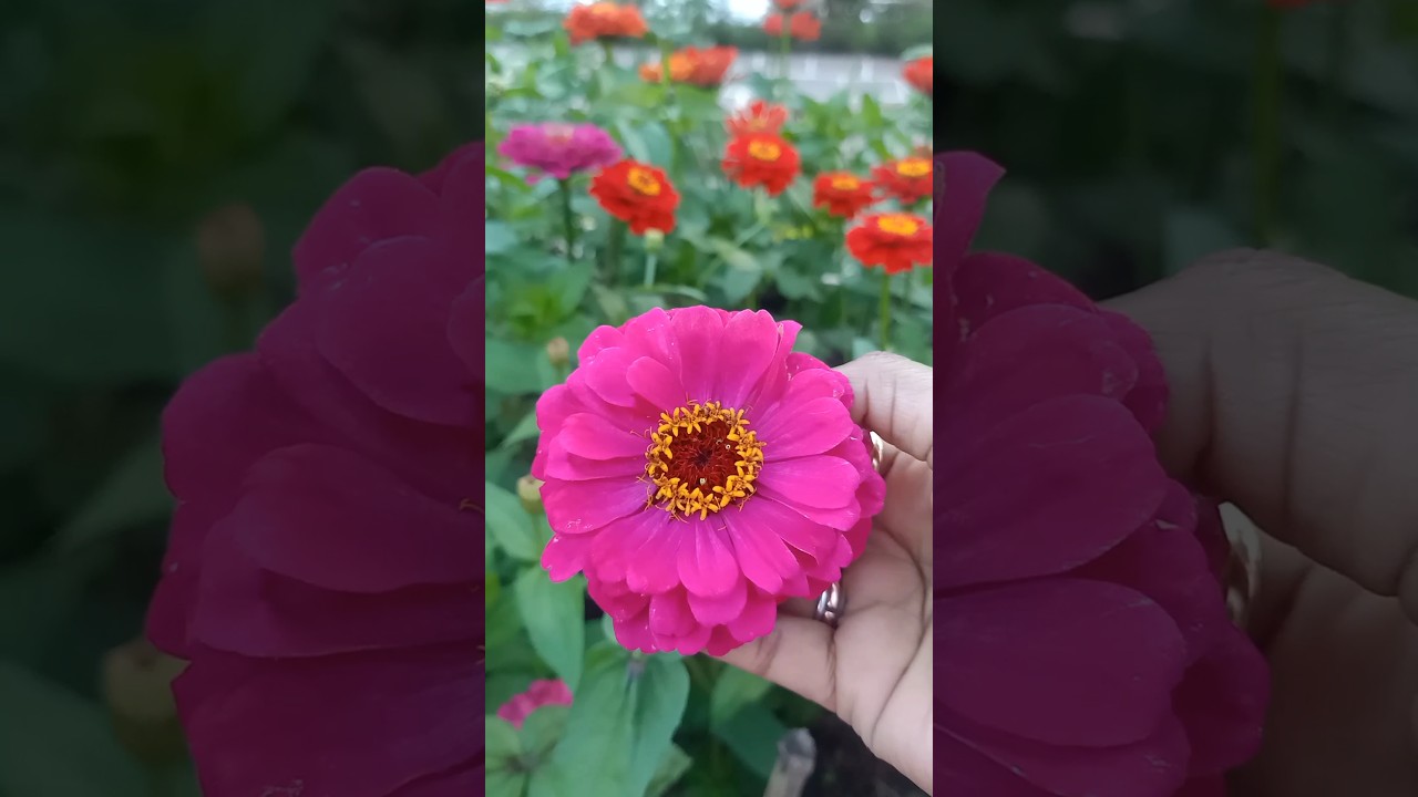 Natural Beauty 🧚🌺