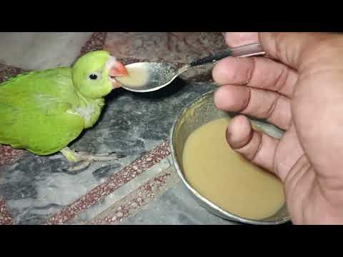 Ringneck baby parrot training start