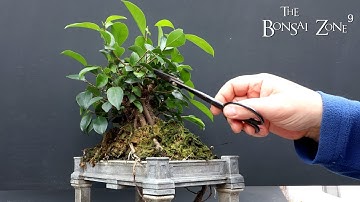 Vietnam Style Ginseng Ficus, The Bonsai Zone, April 2022