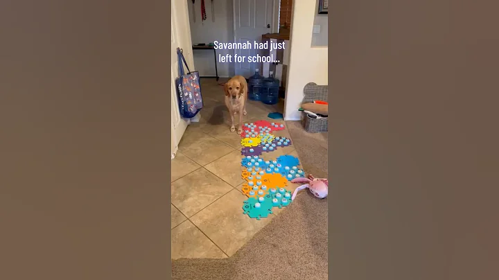 Does my TALKING DOG want sis to be HOMESCHOOLED?  #shorts #dogshorts #talkingdog #smartdog