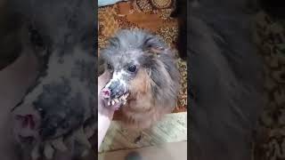 Фенечка которого жгли на кладбище и машка    #собака #dog #животные #cats #кот #cat #dogs