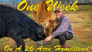 1 Week On A 26 Acre Farm  What Is A Homestead?