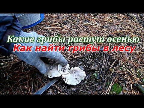 Сбор грибов. осенью.Поход в лес за грибами.Какие грибы растут осенью.Как найти грибы в лесу