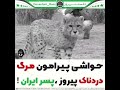همه چیز درباره ی پیروز یوزپلنگ ایرانی علت مرگ پیروز چرا پیروز مرد پشت پرده مرگ دردناک پیروز