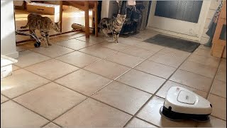 Ifness Bengal Cattery - Mopping Robot by Ilona Koeleman-Lubbers 93 views 2 months ago 50 seconds