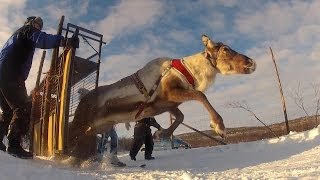 Courses de rennes : l'orgueil des Samis - Faut Pas Rêver en Laponie (extrait 1) Courses de rennes : l'orgueil des Samis - Faut Pas Rêver en Laponie (extrait 1)