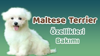 Maltese Terrier özellikleri, bakımı, beslenmesi, sağlığı ve eğitimleri