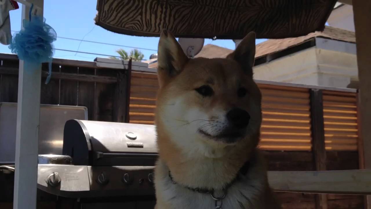 Shiba Inu YouTube