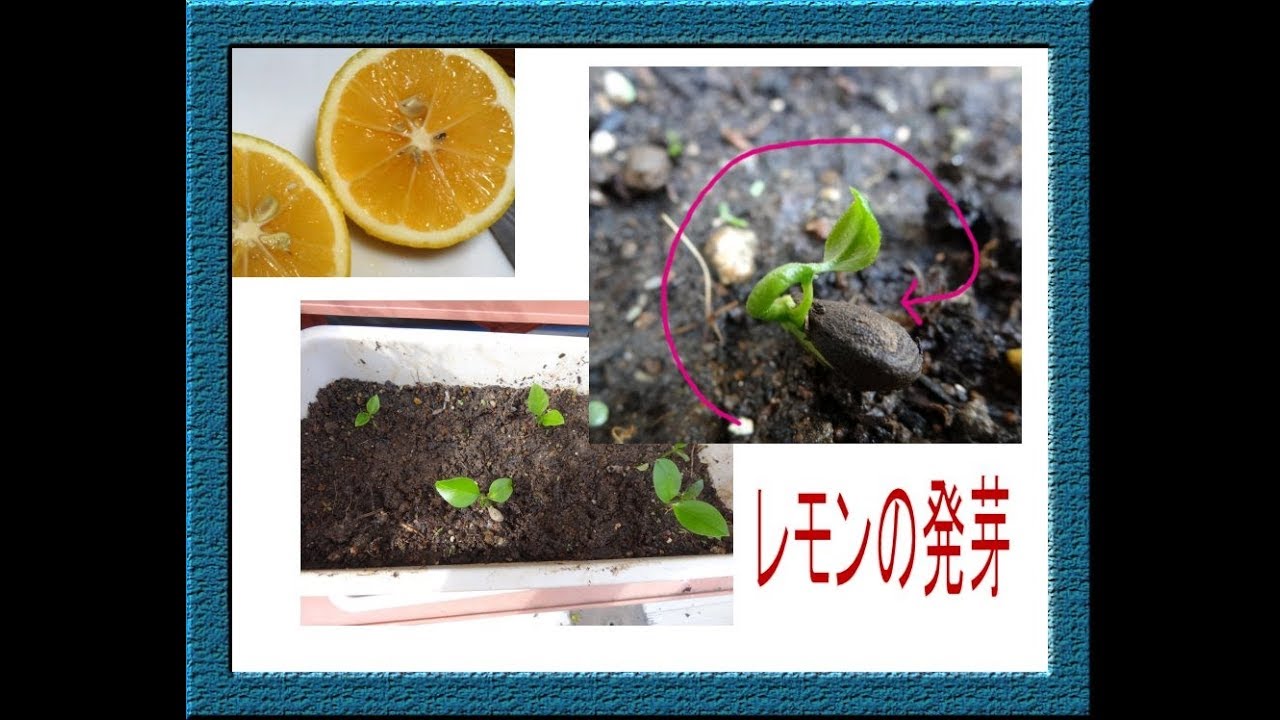 レモンの鉢栽培 種まき 発芽まで の1日 雑草と見分ける方法 Youtube