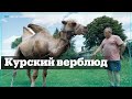 Верблюд в российской глубинке