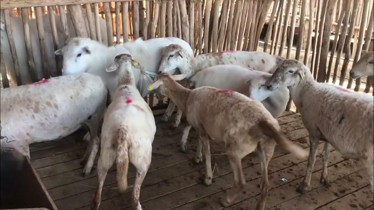 OVEJAS EN CELO SHEEP IN HEAT OVELHAS NO CIO YouTube