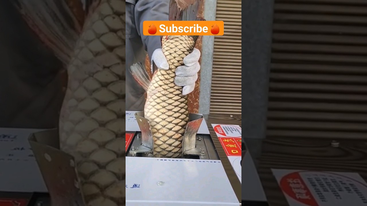 fish scale removing machine 