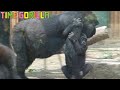 【Gorilla ASMR】Kintaro returns to breastfeeding when he is hungry.【kyoto city zoo Genki】