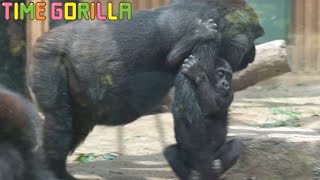 【Gorilla ASMR】Kintaro returns to breastfeeding when he is hungry.【kyoto city zoo Genki】