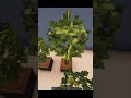 How to Design Barrel Plants In Minecraft! | #shorts