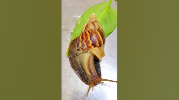 Con ốc ma ( ốc sên ) bị bể nửa cái vỏ - Nhưng vẫn mãnh liệt sự sống