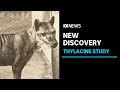 Researchers discover an unexpected ancestor of the extinct Tasmanian tiger | ABC News