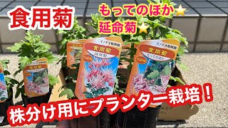 食用菊！株分け用にプランター栽培！もってのほか！延命菊！