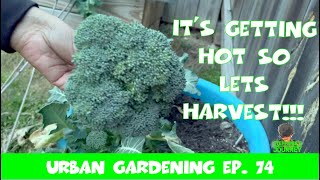 Harvest Broccoli & Side Shoots w/Me | Zone 8A GA | Urban Garden Ep. 74 || Steffanie's Journey by Steffanie's Journey 32 views 1 month ago 8 minutes, 4 seconds
