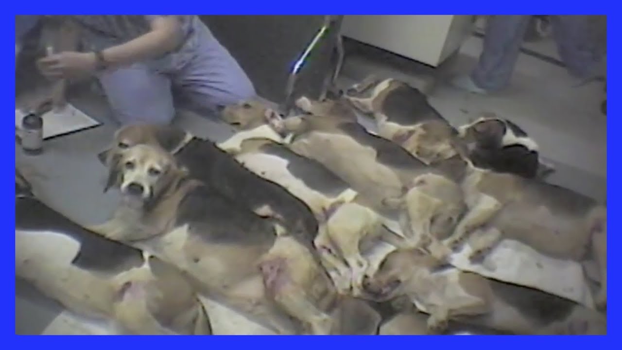 Investigation Exposes Cruelty at Iams Lab - YouTube